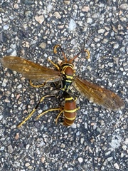 Polistes crinitus