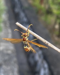 Polistes crinitus