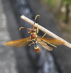 Polistes crinitus