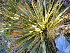 Aciphylla aurea