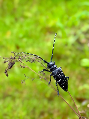 Anoplophora chinensis