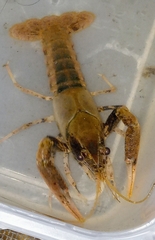 Procambarus acutissimus