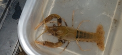 Procambarus acutissimus