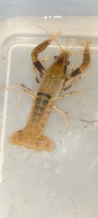 Procambarus acutissimus