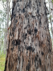Eucalyptus tindaliae