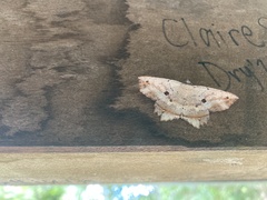 Polyacme subpulchra