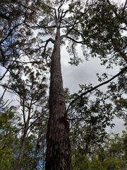 Eucalyptus tindaliae