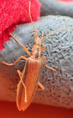 Thelyphassa lineata