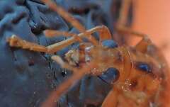 Thelyphassa lineata