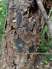 Annulohypoxylon