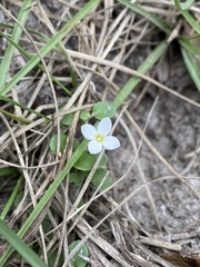 Houstonia procumbens