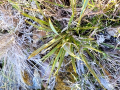 Aciphylla aurea