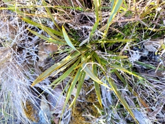 Aciphylla aurea