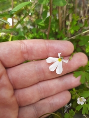 Lobelia angulata