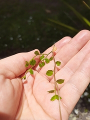 Lobelia angulata