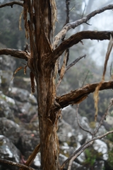 Centropappus brunonis