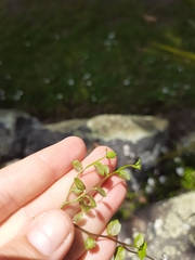 Lobelia angulata