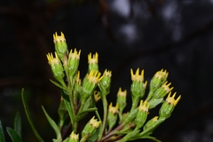 Centropappus brunonis