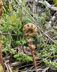 Blechnum chilense