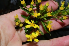 Centropappus brunonis