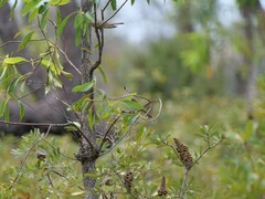 Chrysococcyx basalis