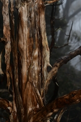 Centropappus brunonis