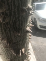 Ceiba speciosa