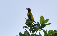 Icterus prosthemelas