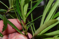 Centropappus brunonis