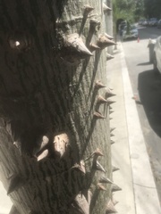 Ceiba speciosa