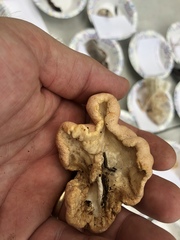 Trichoderma peltatum