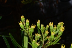 Centropappus brunonis