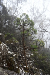 Centropappus brunonis