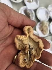 Trichoderma peltatum