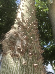 Ceiba speciosa