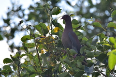 Patagioenas flavirostris