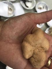 Trichoderma peltatum