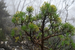 Centropappus brunonis