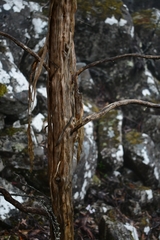 Centropappus brunonis