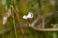 Vaccinium macrocarpon