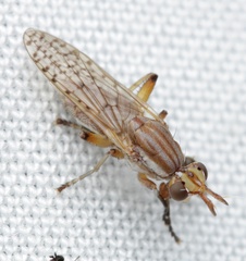 Dichetophora