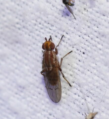 Helosciomyza