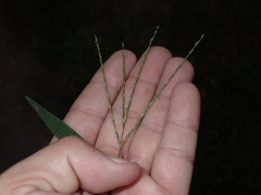 Digitaria setigera