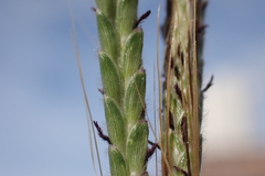Dichanthium aristatum
