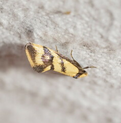 Olbonoma triptycha