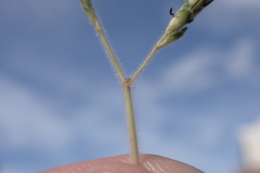 Dichanthium aristatum