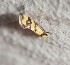 Olbonoma triptycha