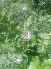 Heliopetes domicella