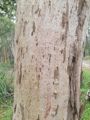Eucalyptus propinqua