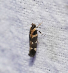 Macrobathra bigerella